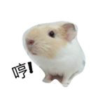 Guinea pig tian tian（個別スタンプ：14）