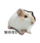 Guinea pig tian tian（個別スタンプ：15）