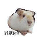 Guinea pig tian tian（個別スタンプ：16）