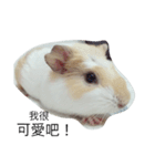 Guinea pig tian tian（個別スタンプ：17）