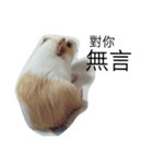 Guinea pig tian tian（個別スタンプ：18）