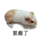 Guinea pig tian tian（個別スタンプ：19）
