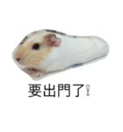 Guinea pig tian tian（個別スタンプ：20）