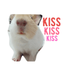 Guinea pig tian tian（個別スタンプ：21）