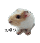 Guinea pig tian tian（個別スタンプ：22）