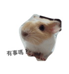 Guinea pig tian tian（個別スタンプ：24）