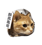 猫と四字熟語（個別スタンプ：3）