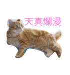 猫と四字熟語（個別スタンプ：20）