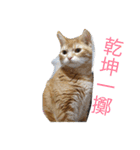 猫と四字熟語（個別スタンプ：30）