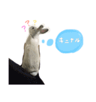 うさぎのふうちゃんりんちゃん（個別スタンプ：1）