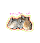うさぎのふうちゃんりんちゃん（個別スタンプ：2）