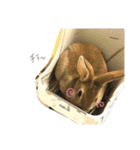 うさぎのふうちゃんりんちゃん（個別スタンプ：3）