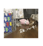 うさぎのふうちゃんりんちゃん（個別スタンプ：9）