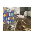 うさぎのふうちゃんりんちゃん（個別スタンプ：10）