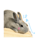 うさぎのふうちゃんりんちゃん（個別スタンプ：15）
