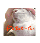 うさぎのふうちゃんりんちゃん（個別スタンプ：25）