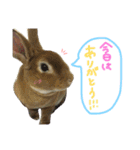 うさぎのふうちゃんりんちゃん（個別スタンプ：31）