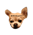 goodog（個別スタンプ：1）