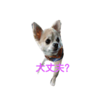 goodog（個別スタンプ：3）