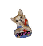 goodog（個別スタンプ：5）