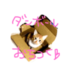 コタトラ（個別スタンプ：3）