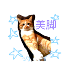 コタトラ（個別スタンプ：4）