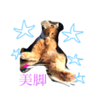 コタトラ（個別スタンプ：5）
