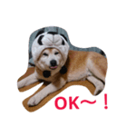 柴犬ムック3（個別スタンプ：1）