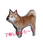 柴犬ムック3（個別スタンプ：2）