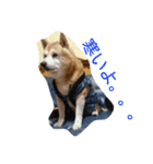 柴犬ムック3（個別スタンプ：3）