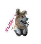 柴犬ムック3（個別スタンプ：5）