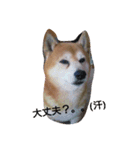 柴犬ムック3（個別スタンプ：6）