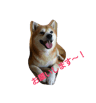 柴犬ムック3（個別スタンプ：7）