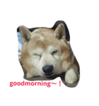 柴犬ムック3（個別スタンプ：8）