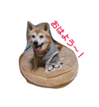 柴犬ムック3（個別スタンプ：10）