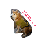 柴犬ムック3（個別スタンプ：11）