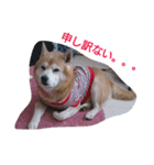 柴犬ムック3（個別スタンプ：12）