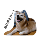 柴犬ムック3（個別スタンプ：13）