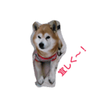 柴犬ムック3（個別スタンプ：15）