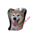 柴犬ムック3（個別スタンプ：16）