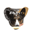 わんころにっき（個別スタンプ：2）
