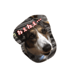 わんころにっき（個別スタンプ：4）