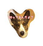 わんころにっき（個別スタンプ：8）