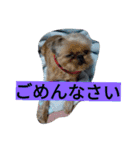 犬社長なめこです（個別スタンプ：2）