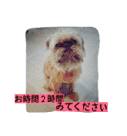 犬社長なめこです（個別スタンプ：5）