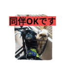 犬社長なめこです（個別スタンプ：7）