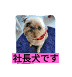 犬社長なめこです（個別スタンプ：8）