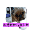 犬社長なめこです（個別スタンプ：10）