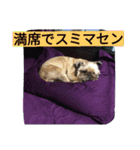 犬社長なめこです（個別スタンプ：11）