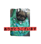 犬社長なめこです（個別スタンプ：12）